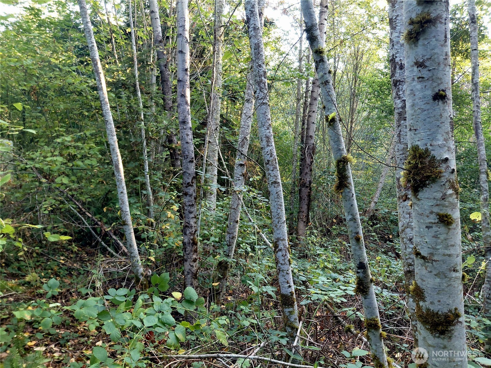 7 Buck Drive Randle, WA 98377 - Photo 13 of 24 a view of forest