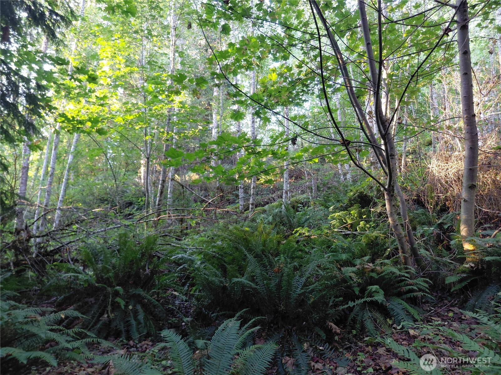 7 Buck Drive Randle, WA 98377 - Photo 14 of 24 a view of a garden with a tree