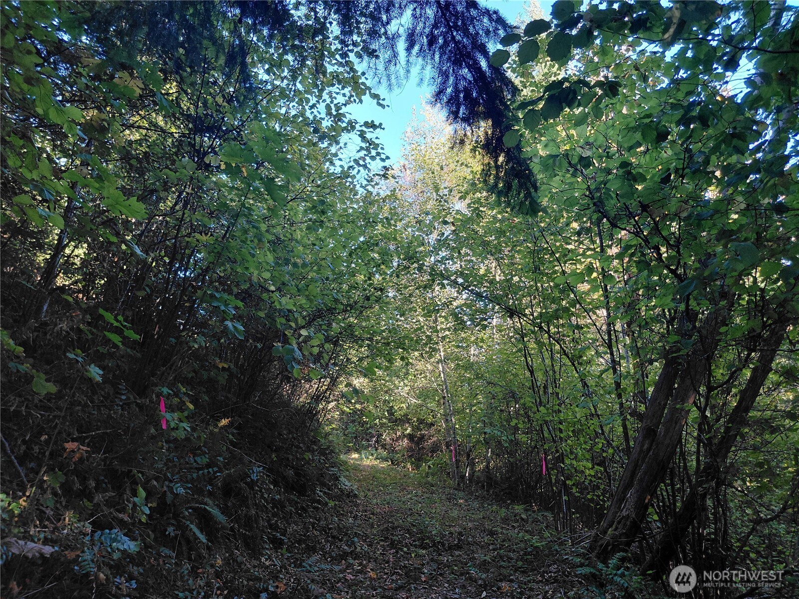 7 Buck Drive Randle, WA 98377 - Photo 15 of 24 a view of a forest with lots of trees