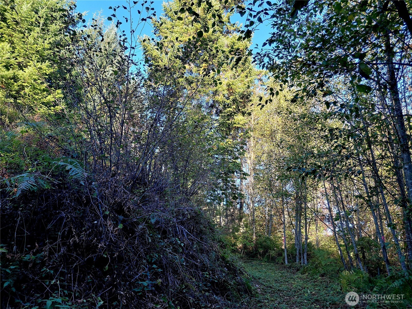 7 Buck Drive Randle, WA 98377 - Photo 16 of 24 a view of a tree with a tree