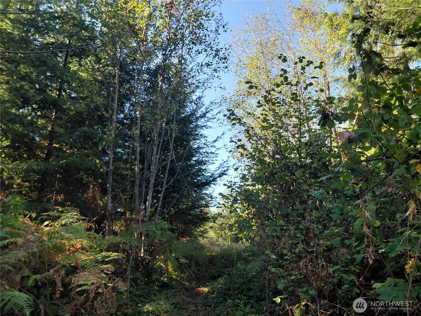 7 Buck Drive Randle, WA 98377 - Photo 17 of 24 a view of a tree