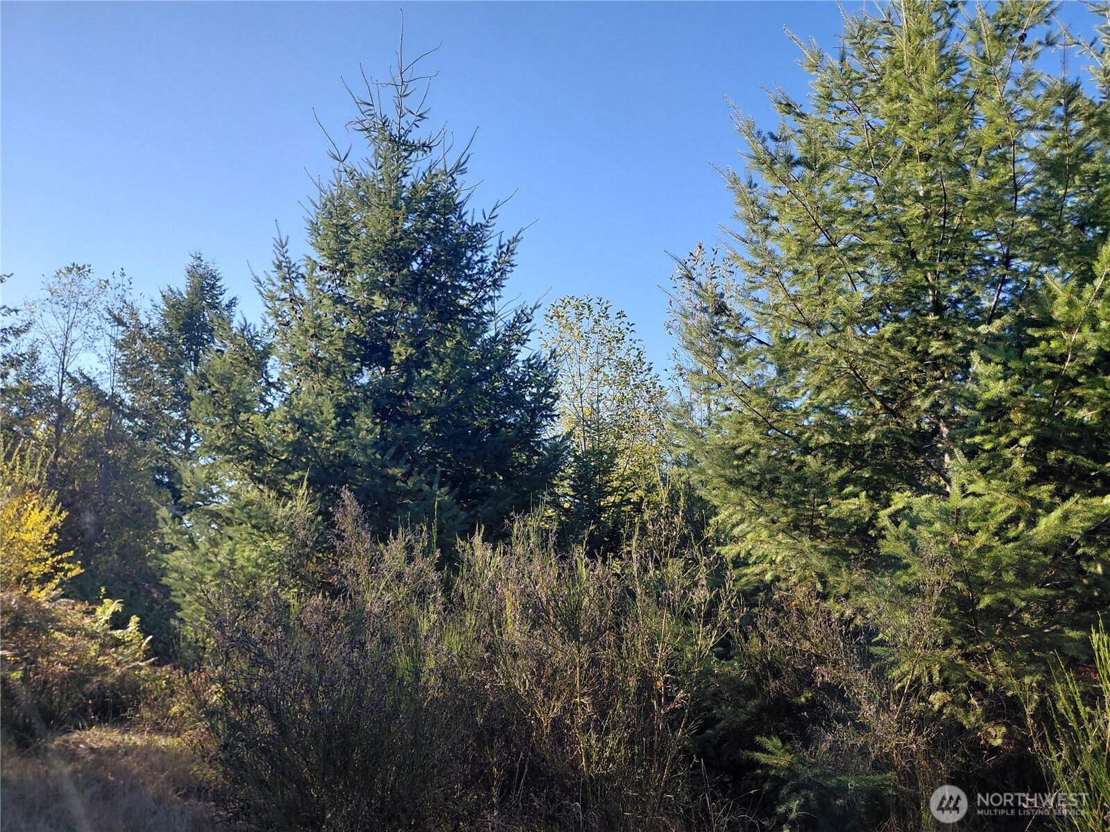 7 Buck Drive Randle, WA 98377 - Photo 18 of 24 a view of a tree