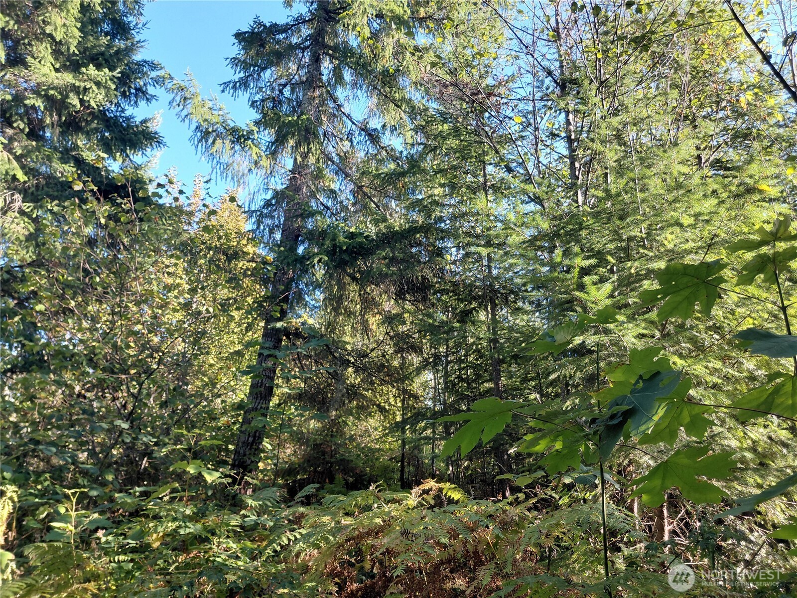 7 Buck Drive Randle, WA 98377 - Photo 19 of 24