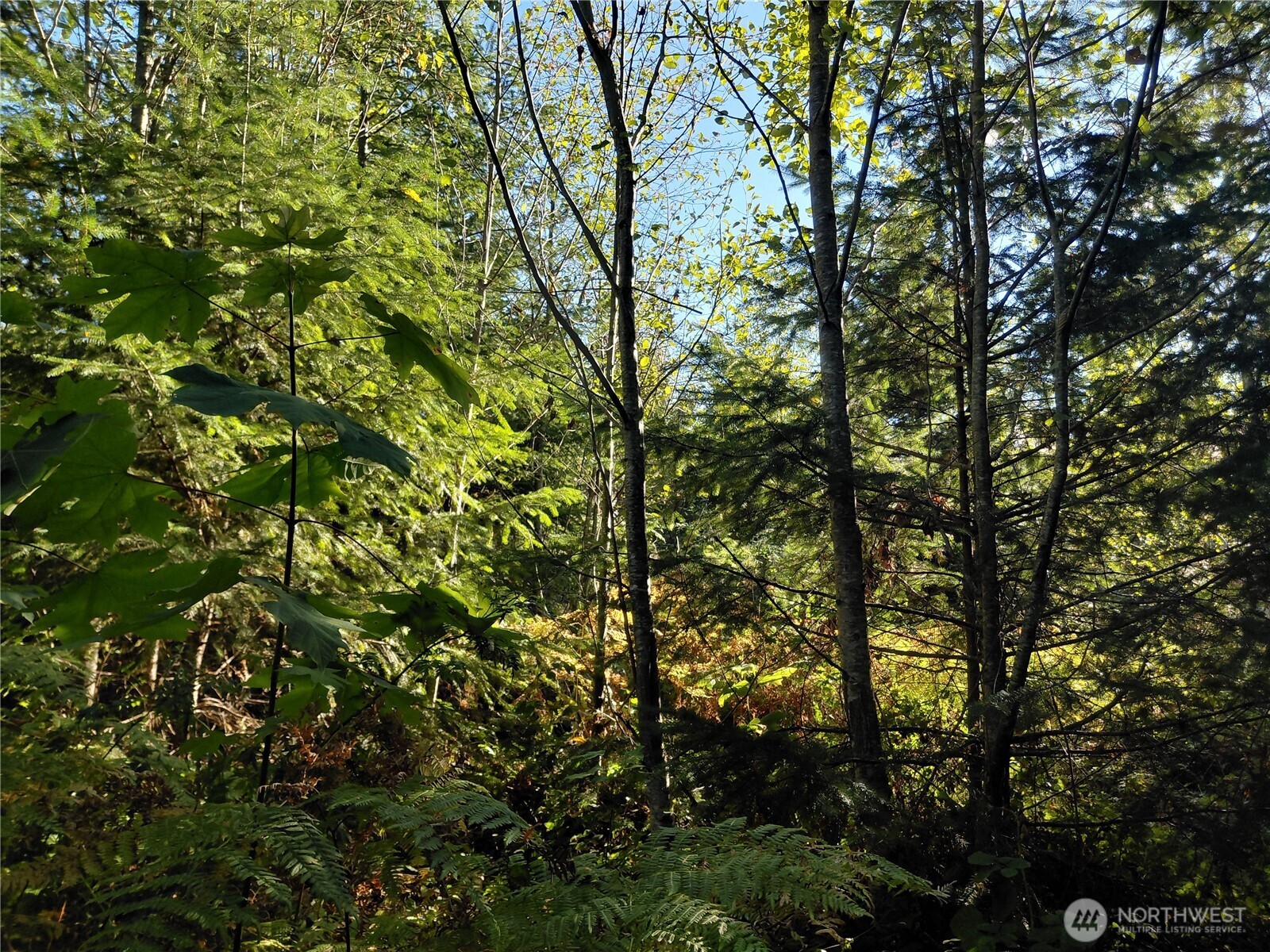7 Buck Drive Randle, WA 98377 - Photo 20 of 24 a view of a tree