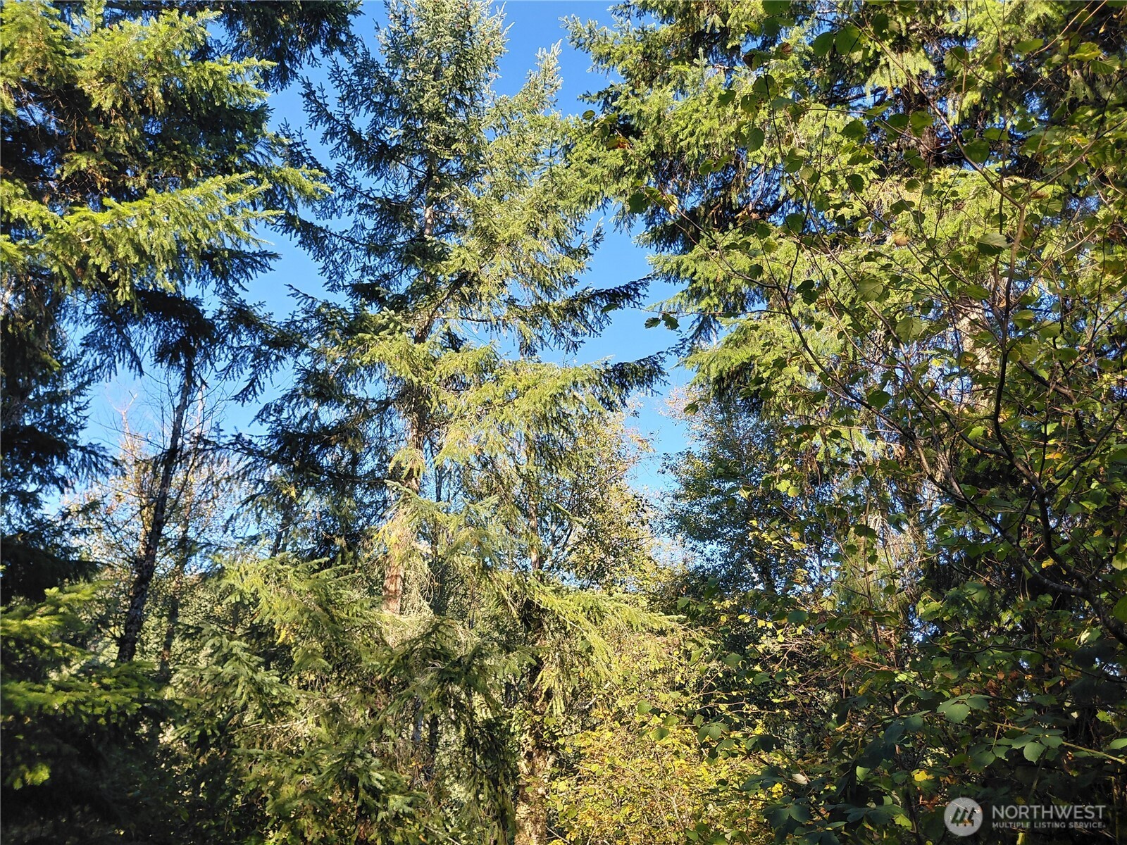 7 Buck Drive Randle, WA 98377 - Photo 21 of 24 a view of a tree