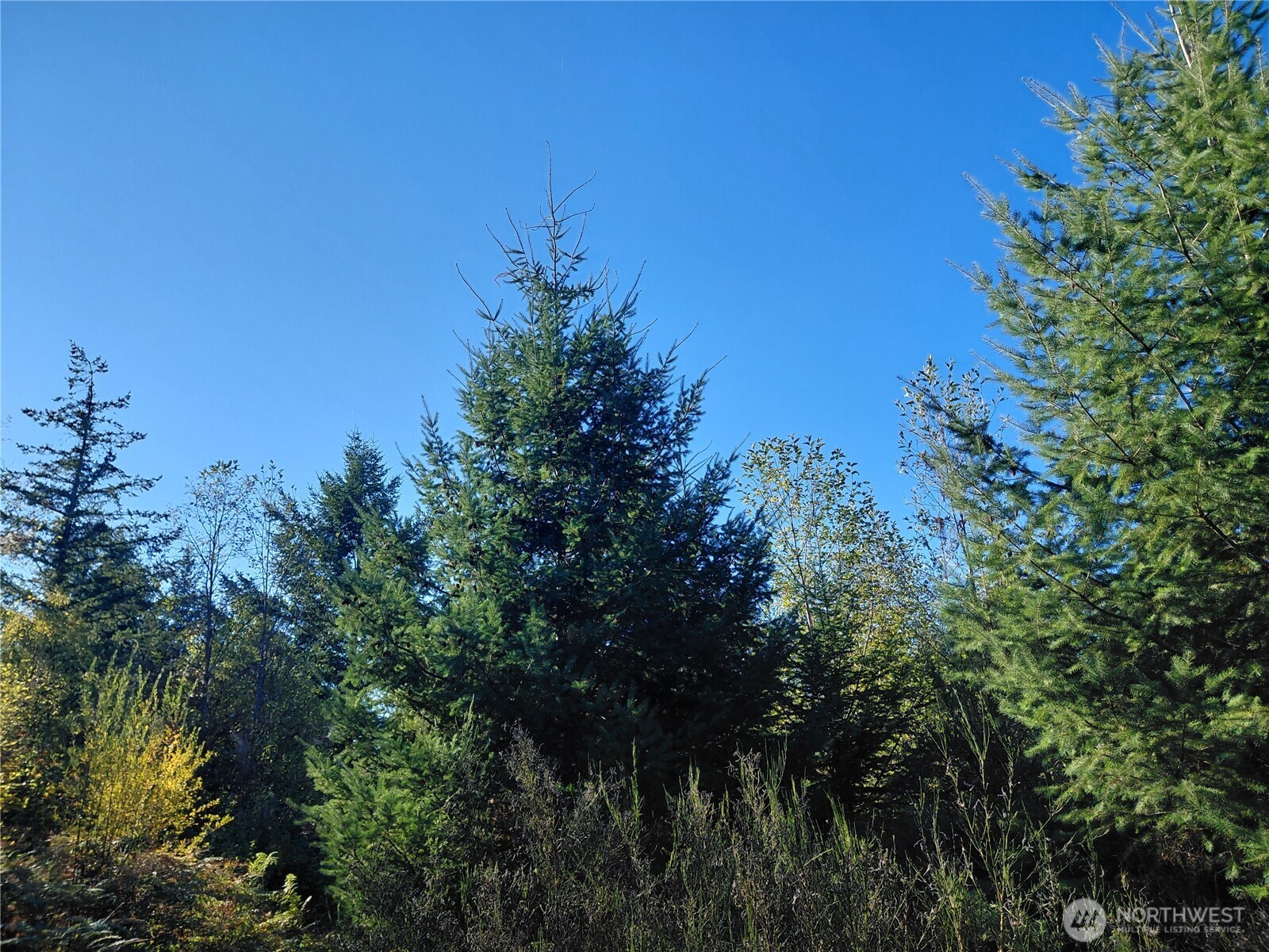 7 Buck Drive Randle, WA 98377 - Photo 22 of 24 a view of a tree in a yard with a tree