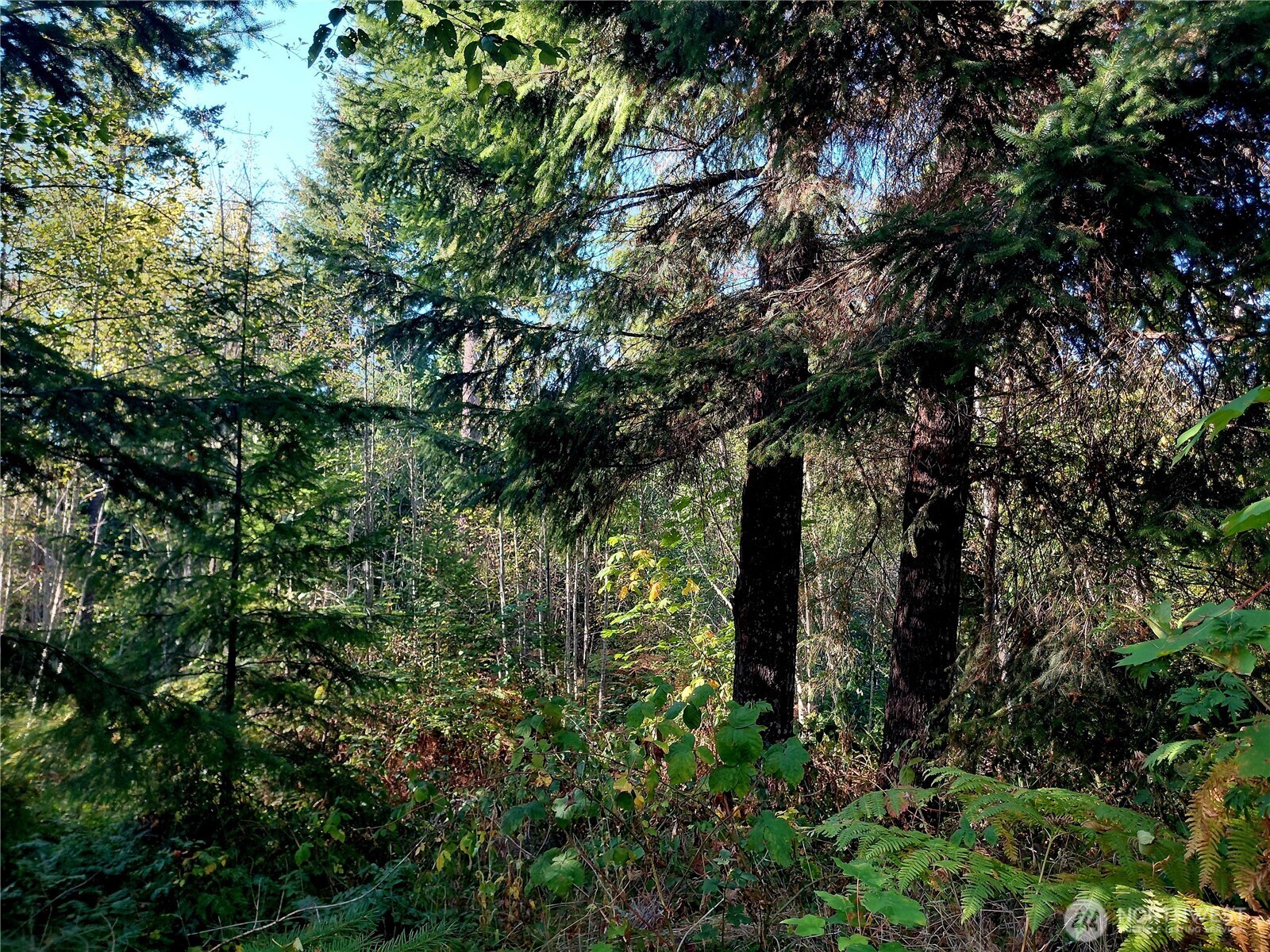 7 Buck Drive Randle, WA 98377 - Photo 23 of 24