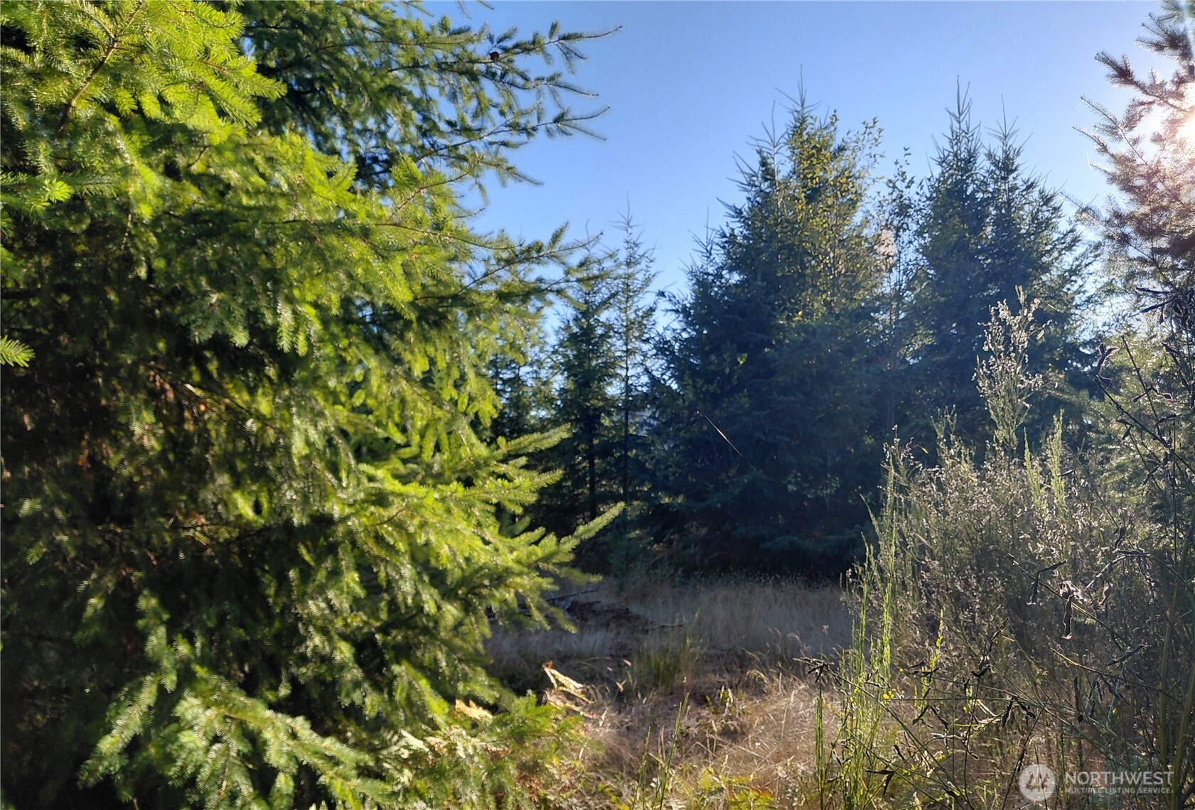 7 Buck Drive Randle, WA 98377 - Photo 3 of 24 a view of a tree in a yard