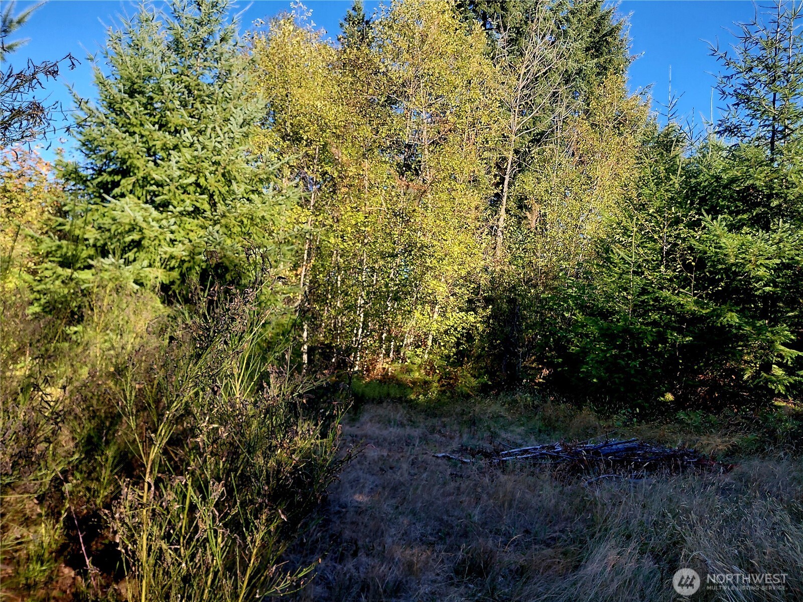 7 Buck Drive Randle, WA 98377 - Photo 4 of 24 a view of a yard with plants and large trees