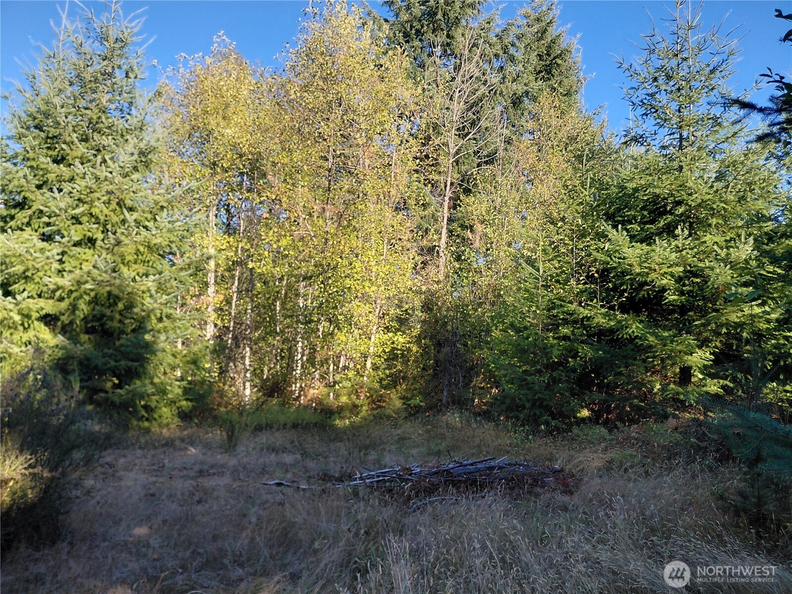 7 Buck Drive Randle, WA 98377 - Photo 5 of 24 a view of a yard with plants and trees