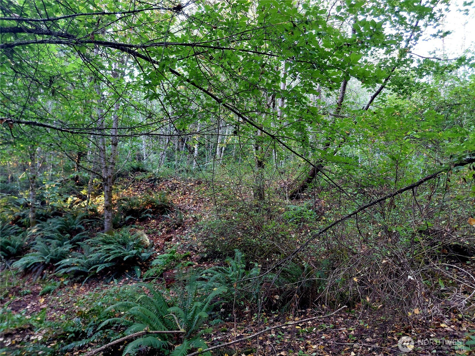 7 Buck Drive Randle, WA 98377 - Photo 6 of 24 a view of a yard with a tree