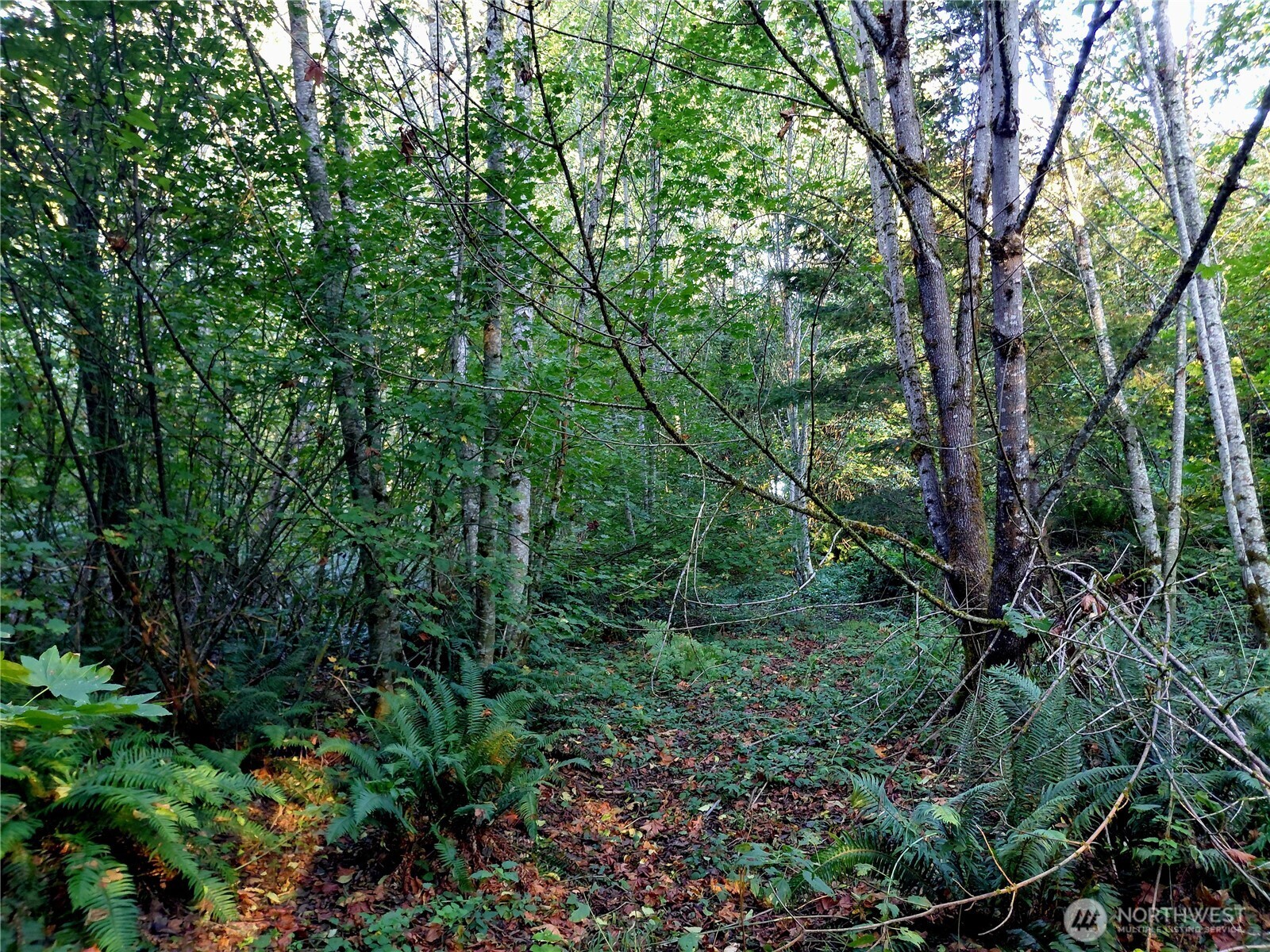 7 Buck Drive Randle, WA 98377 - Photo 7 of 24 a view of a forest with large trees