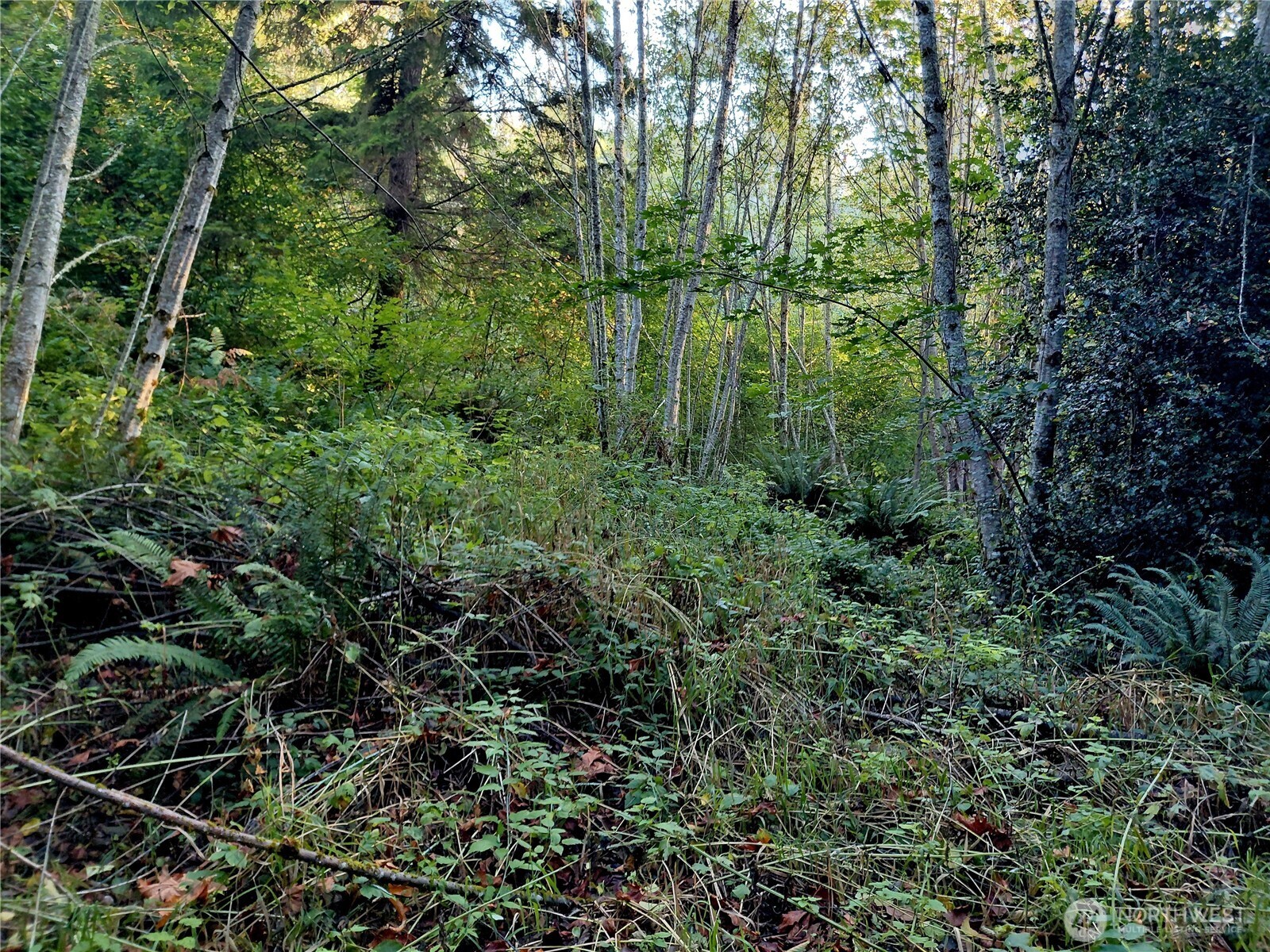 7 Buck Drive Randle, WA 98377 - Photo 8 of 24 a view of a forest with a street
