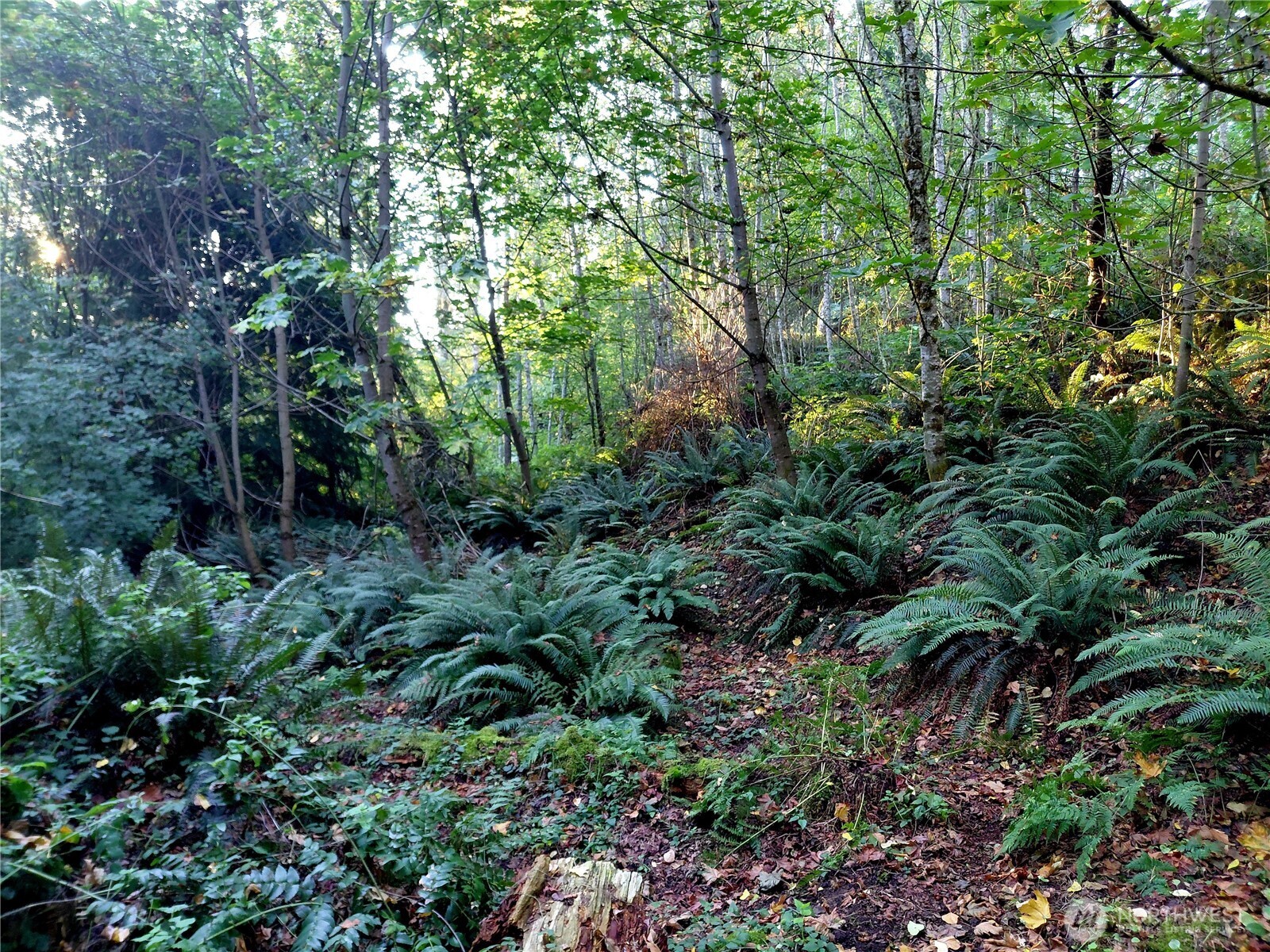 7 Buck Drive Randle, WA 98377 - Photo 9 of 24 a view of a garden with plants and trees