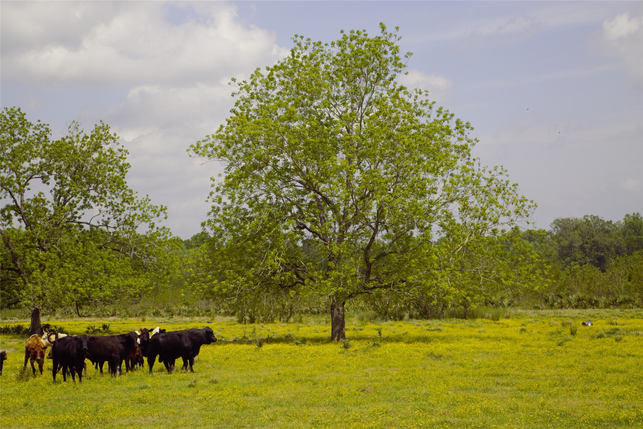 350 Rotan Corrigan, TX 75939 - Photo 6 of 20
