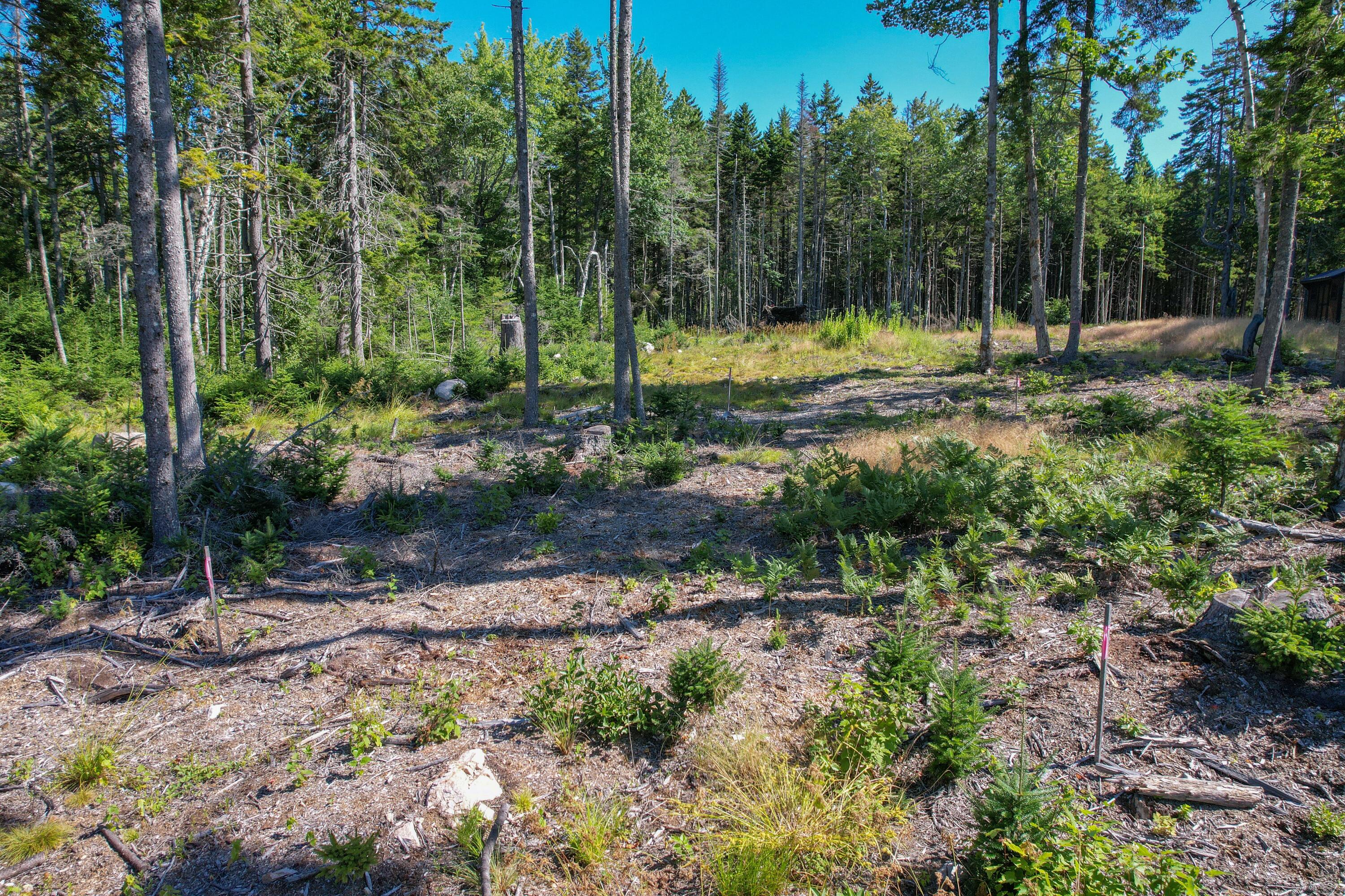 102 Estates Road, Unit LOT #3 Steuben, ME 04680 - Photo 10 of 14 Looking from shore to housesite.