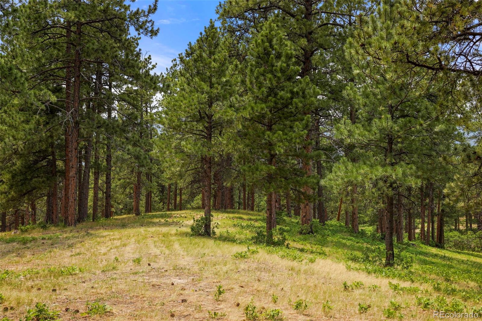 9610 South Perry Park Road Larkspur, CO 80118 - Photo 42 of 50