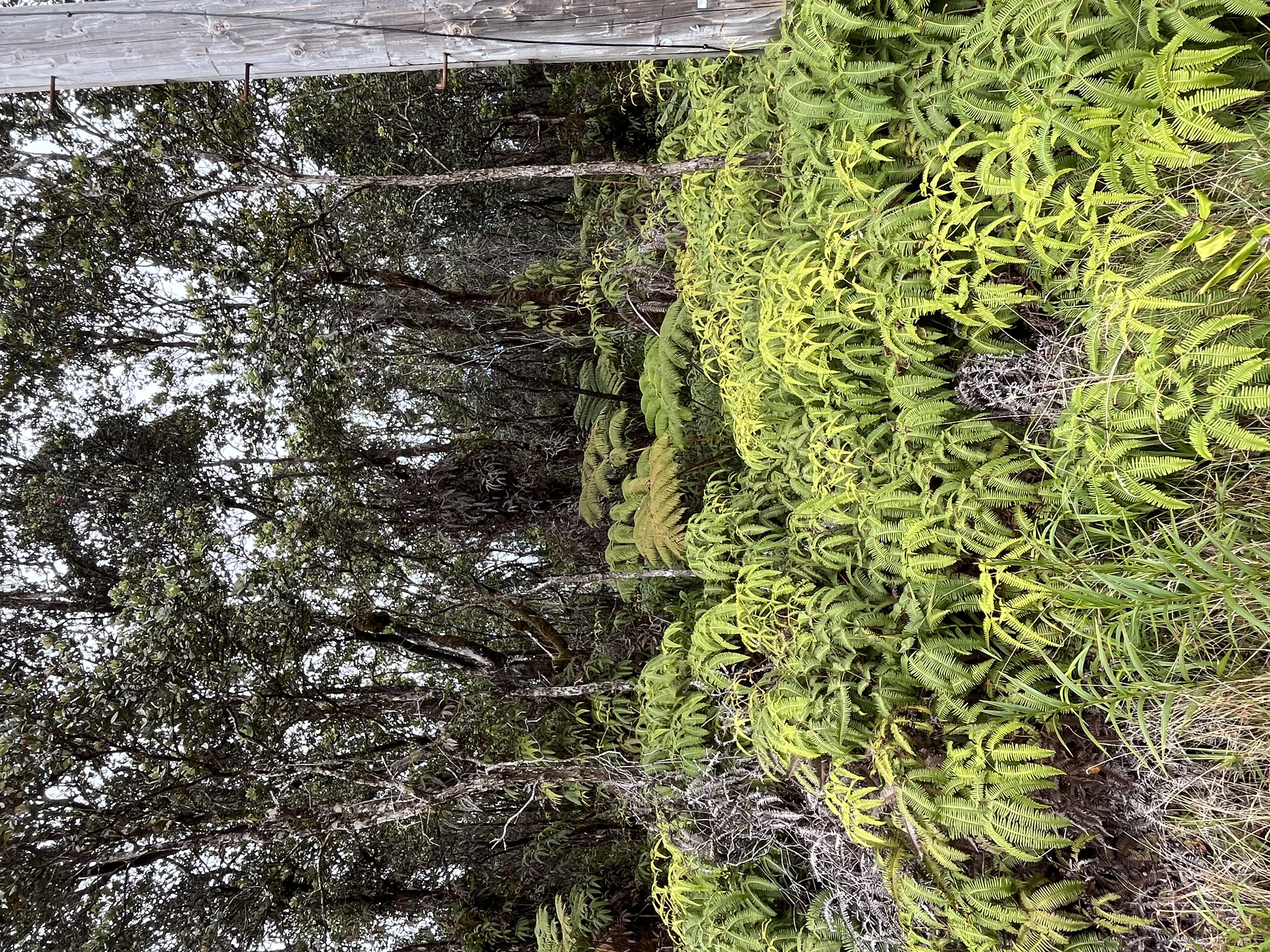 Lot 53b6, Lot 53b6 Volcano, HI 96785 - Photo 3 of 3
