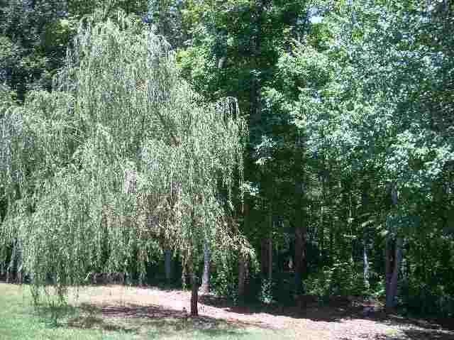 284 Goldenleaf Lane Inman, SC 29349 - Photo 7 of 8