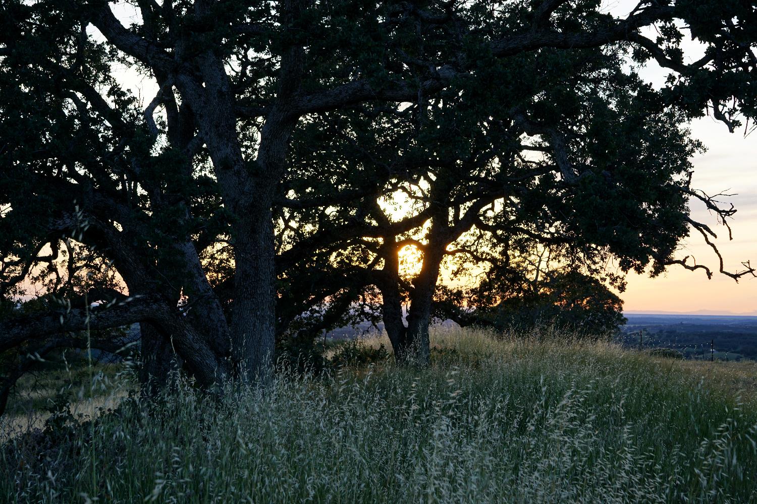 9830 New Chicago Road Drytown, CA 95699 - Photo 23 of 51 a view of a tree in a forest