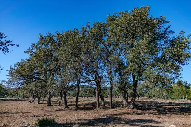 a view of a yard with a tree