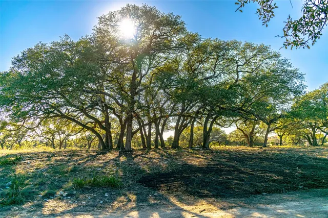 a view of tree next to a yard