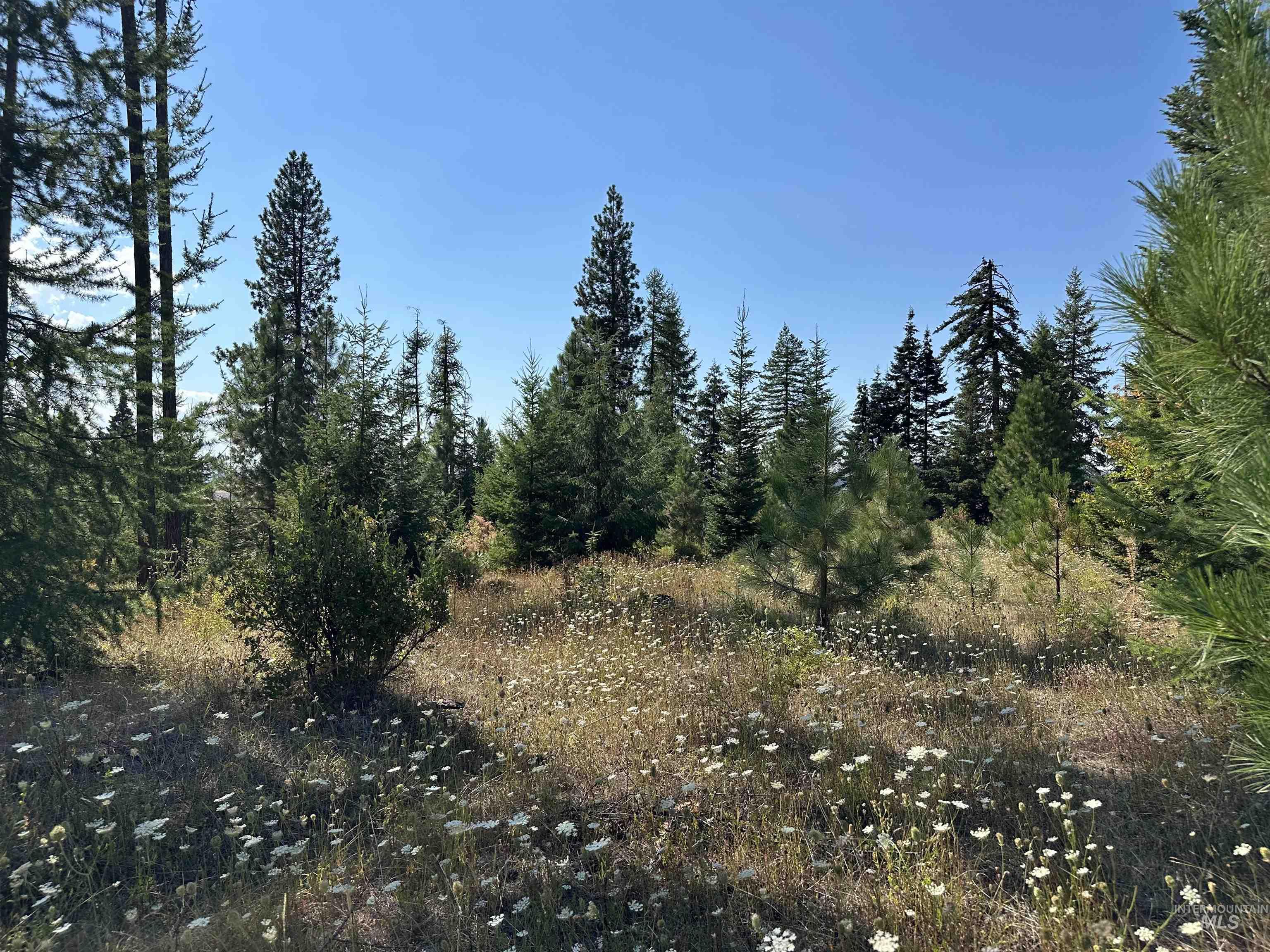 1 Peaceful Valley Road Kamiah, ID 83536 - Photo 9 of 10 View of woods