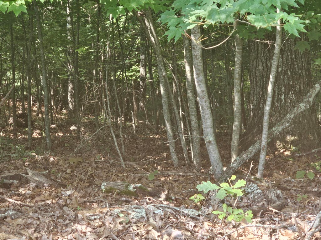 31-acres Upper Bear Paw Road Murphy, NC 28906 - Photo 21 of 26