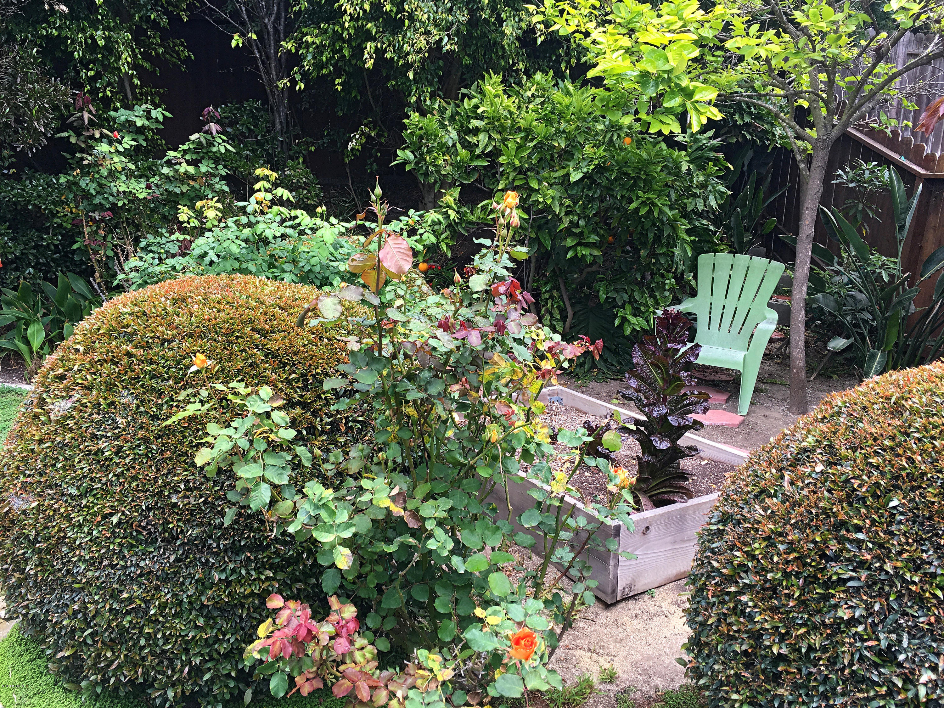 398 Day Road Ventura, CA 93003 - Photo 23 of 28 a picture of plants