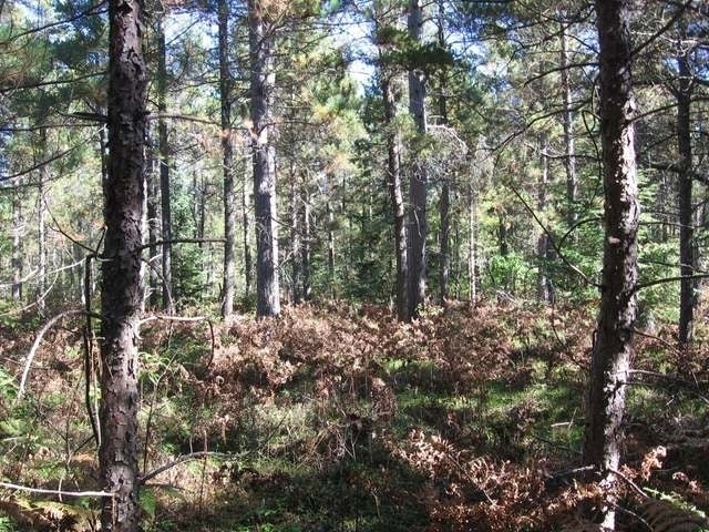 45 Eagle River Conover, WI 54519 - Photo 8 of 15 Gallery Image 8