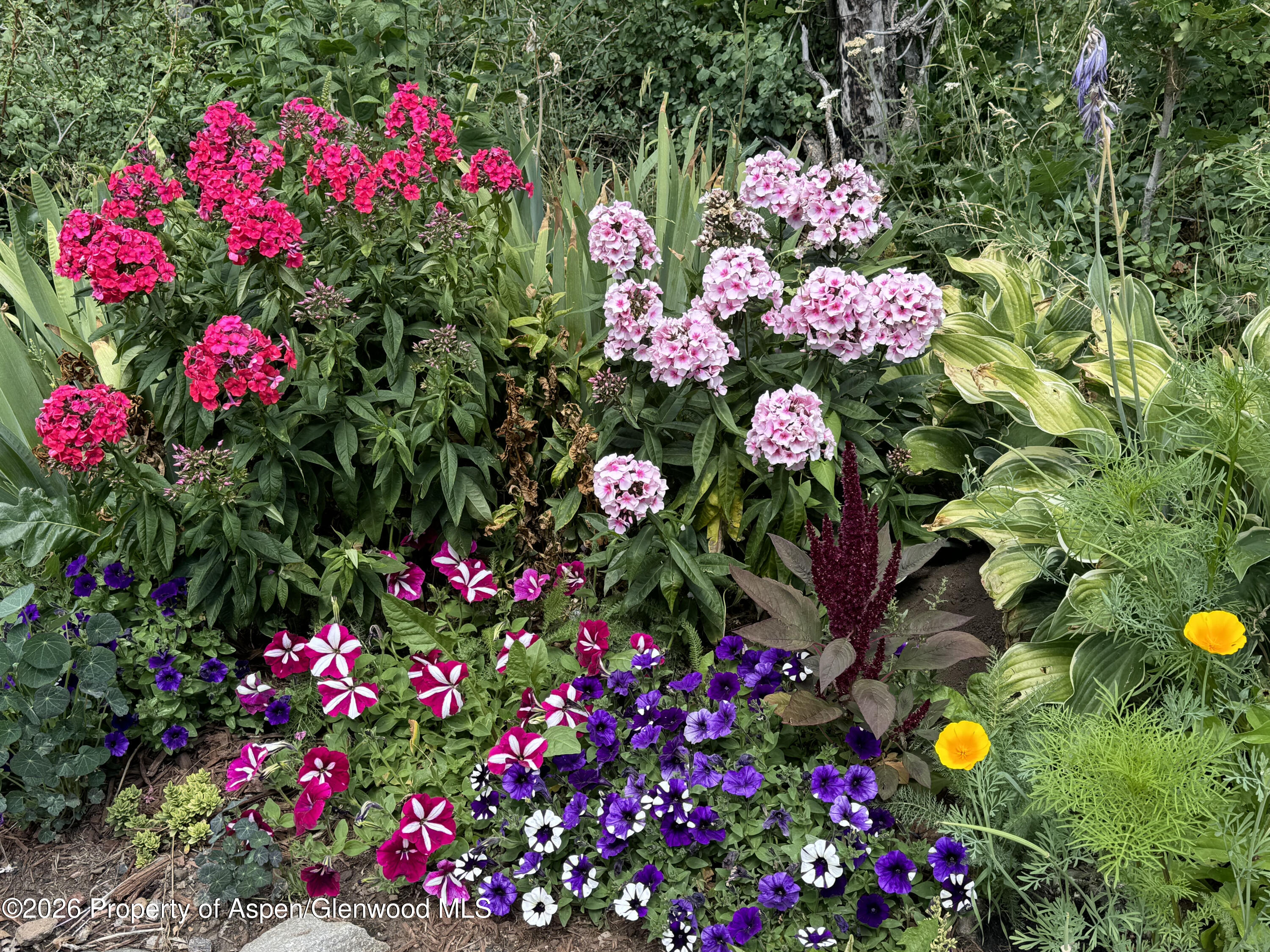 1833 Yellowstone Creek Road Gardner, CO 81040 - Photo 49 of 50 a view of a bunch of flowers