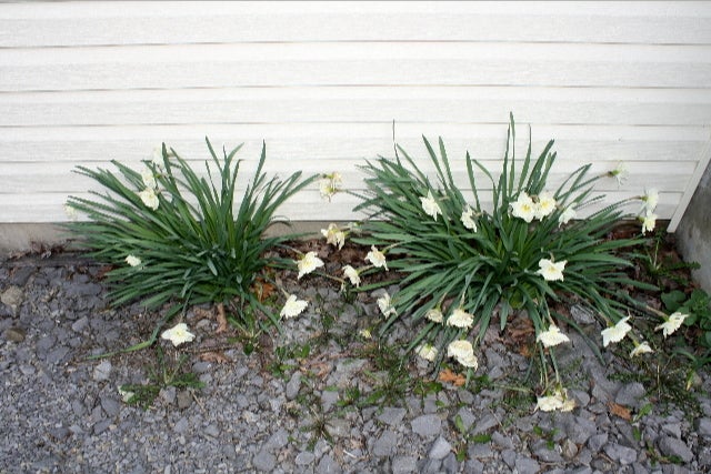 141 Shady Grove Road Rupert, WV 25984 - Photo 22 of 26 Flowers on property