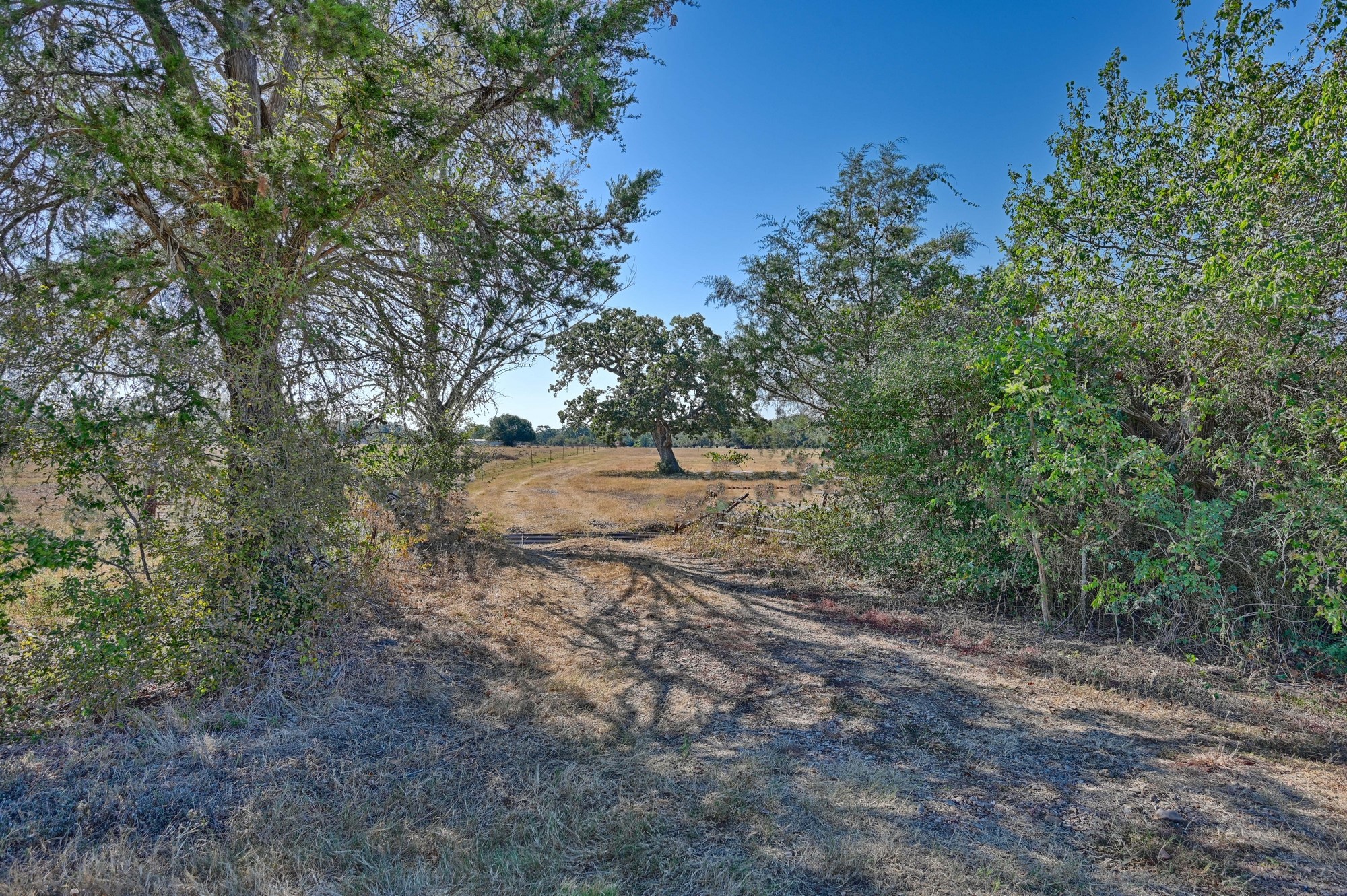 a view of dirt field with large trees