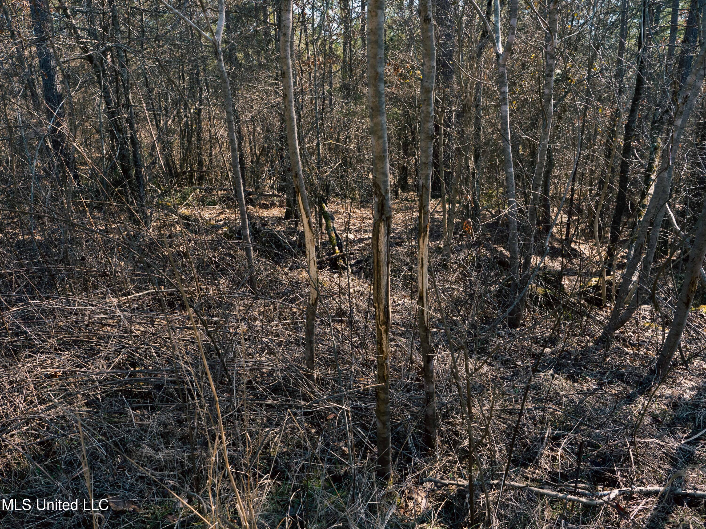 Millwright Road Holly Springs, MS 38635 - Photo 12 of 24 P1025465low