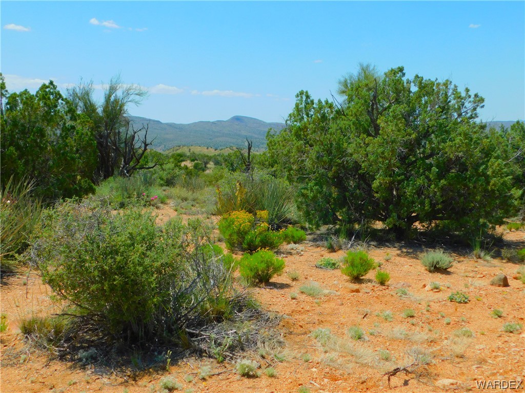 14605 East Randy Ranch Road Kingman, AZ 86401 - Photo 7 of 10 a view of a yard with a tree