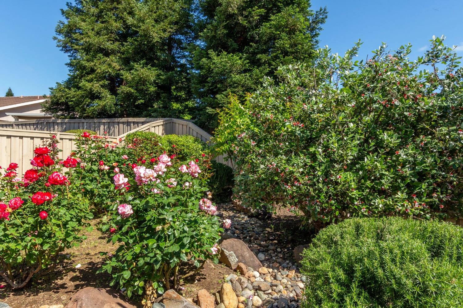 1260 Freschi Lane Lincoln, CA 95648 - Photo 44 of 60 a picture of flowers