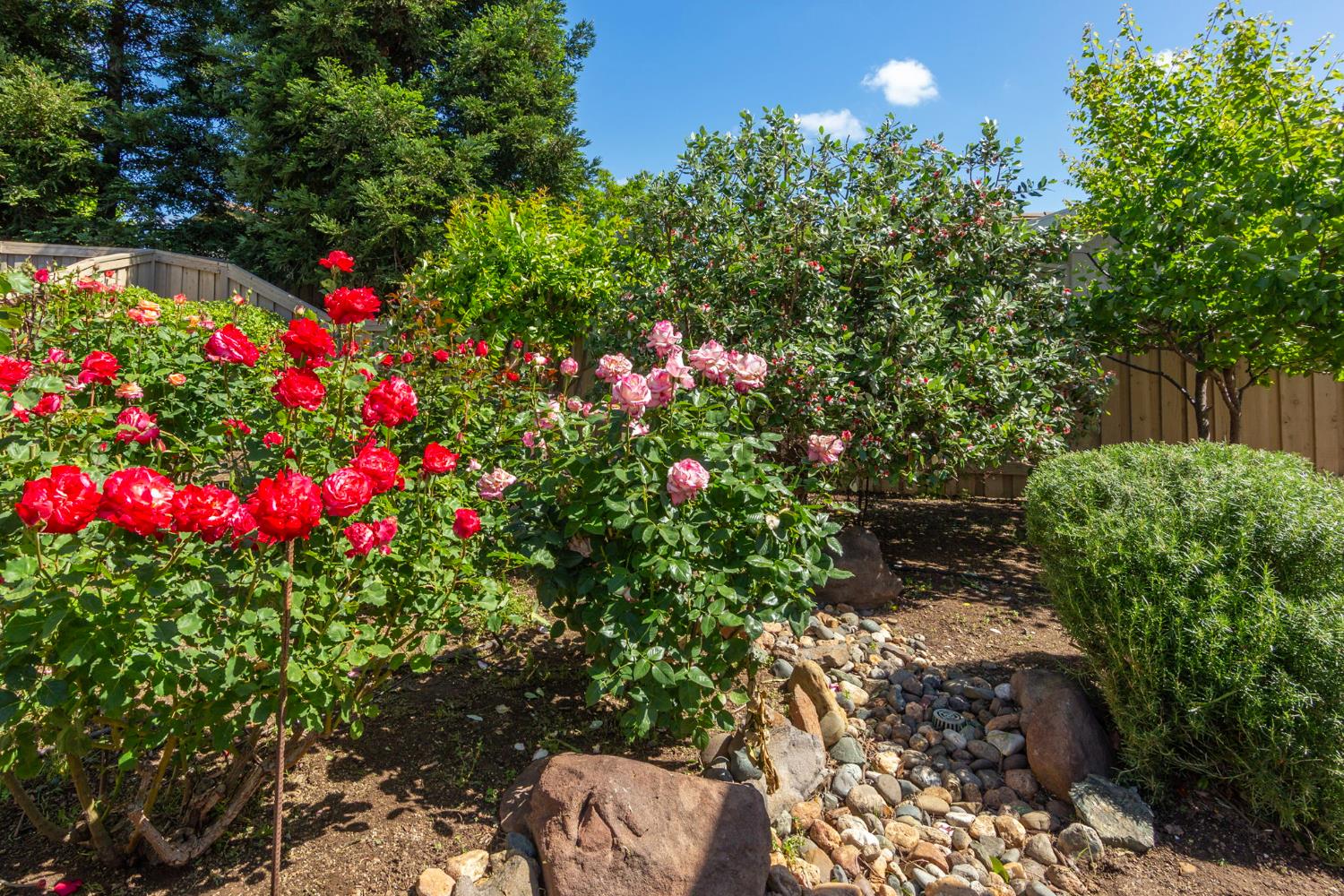 1260 Freschi Lane Lincoln, CA 95648 - Photo 7 of 60 a picture of flowers