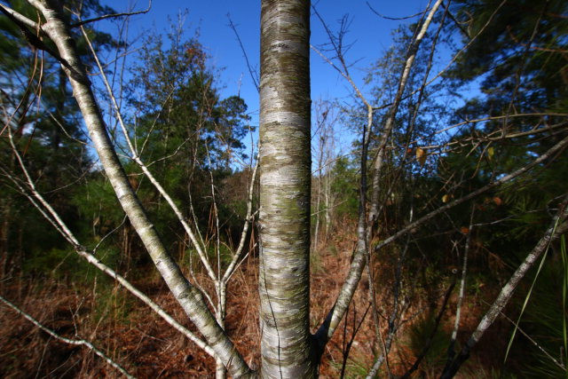 Lot 10 Burkelo Road Wagener, SC 29164 - Photo 10 of 18
