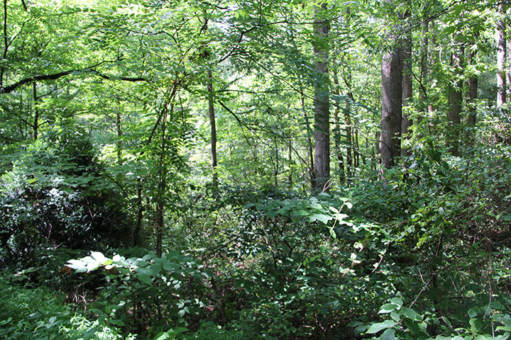 90.01 Phillips Road Cosby, TN 37722 - Photo 2 of 8 IMG_5941