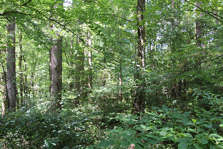 90.01 Phillips Road Cosby, TN 37722 - Photo 3 of 8 IMG_5942