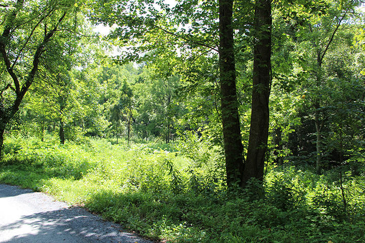 90.01 Phillips Road Cosby, TN 37722 - Photo 5 of 8 IMG_5945