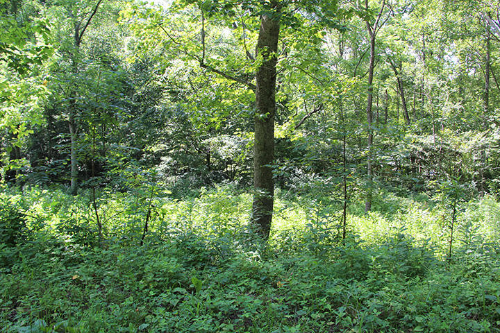 90.01 Phillips Road Cosby, TN 37722 - Photo 6 of 8 IMG_5946