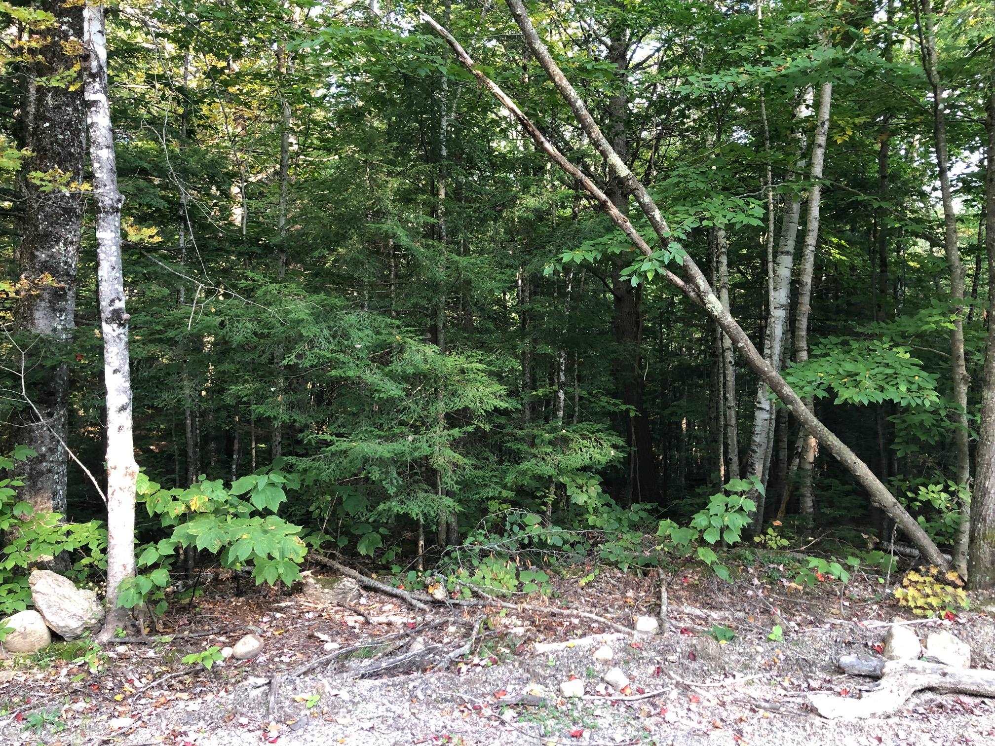 0 Hemlock Road Intervale, NH 03845 - Photo 3 of 6