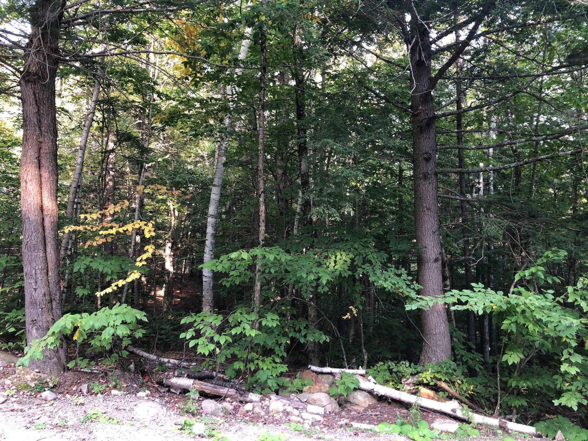 0 Hemlock Road Intervale, NH 03845 - Photo 4 of 6