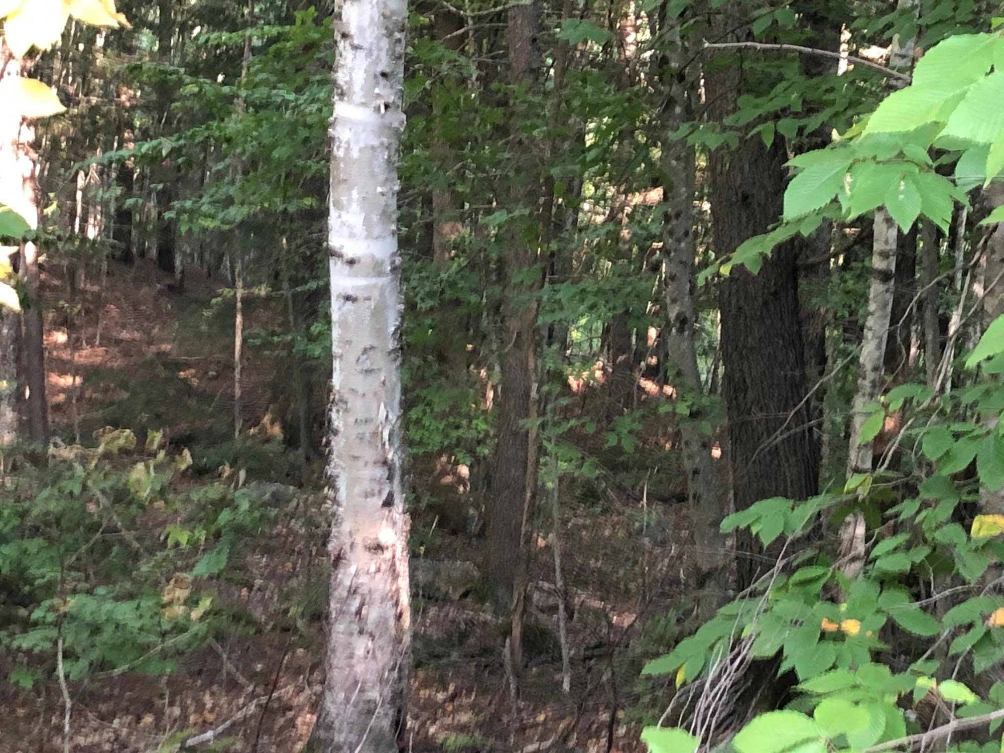 0 Hemlock Road Intervale, NH 03845 - Photo 5 of 6