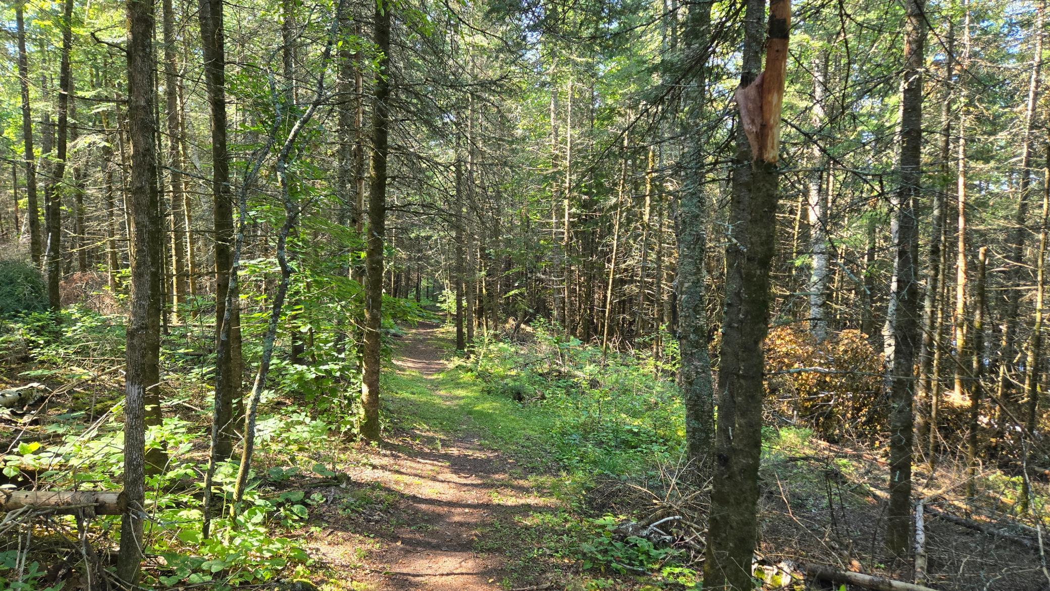 33 Donovan Point Orr, MN 55771 - Photo 40 of 50