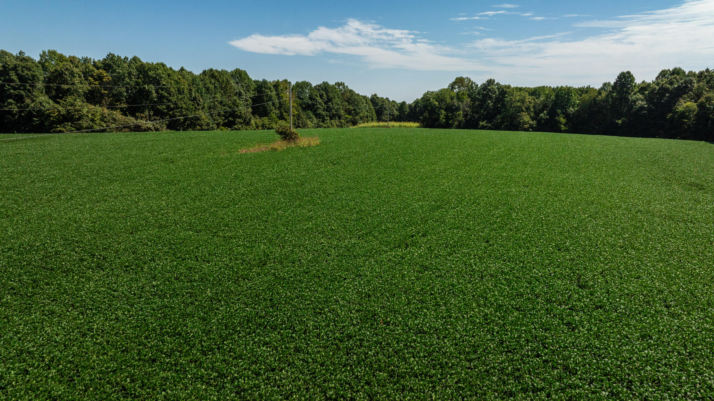 0 Hwy 206 / Ewing Ridge Road Dunnville, KY 42528 - Photo 5 of 23 Robertson-Holt Property (53 of 59)