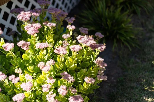 a view of a backyard with a tree