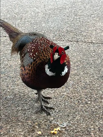 $364,900 | 308 17th Avenue South, Cold Spring, MN 56320