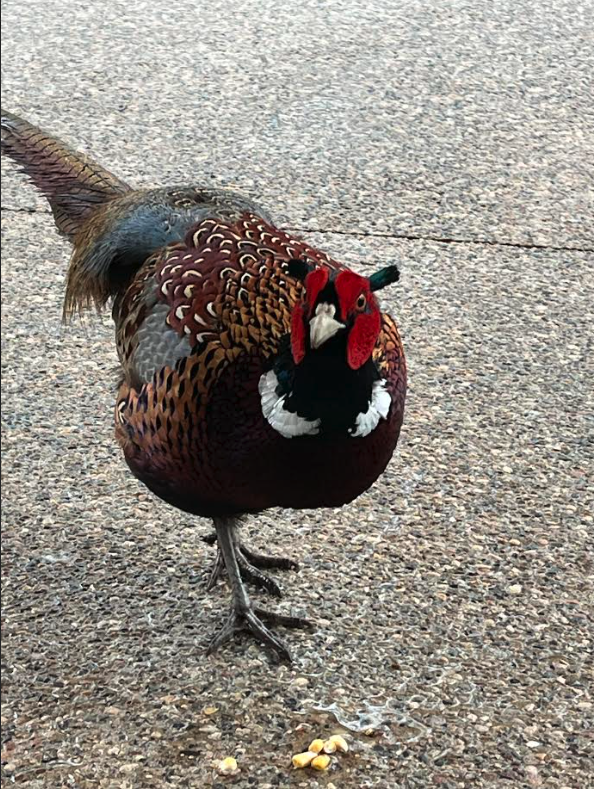 308 17th Avenue South Cold Spring, MN 56320 - Photo 33 of 40